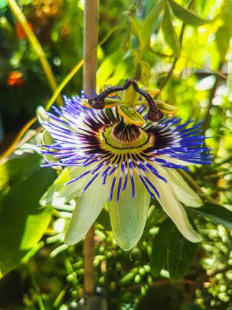 Beautiful Passion fruit in the greenhouse close-up Passiflora edulis plant backgroundの写真素材