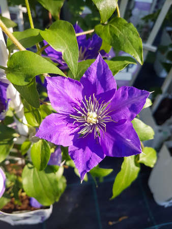 Beautiful clematis flower in the greenhouse close-up Coriflora or Atragene plants backgroundの写真素材