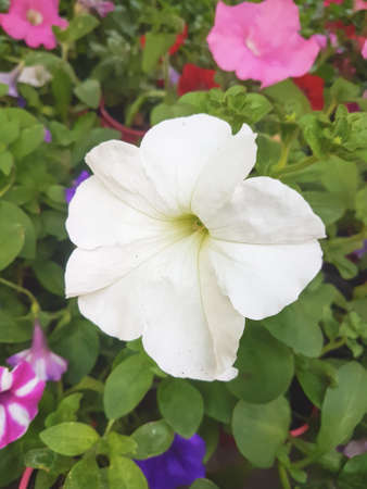 Beautiful petunia flower in the greenhouse close-up Petunioideae plant backgroundの写真素材