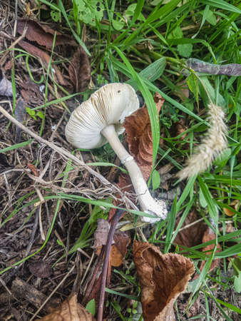 Mushroom in the wild forest Nature backgroundの写真素材