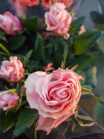 A beautiful rose flowers outdoors Roses in the garden Nature backgroundの写真素材