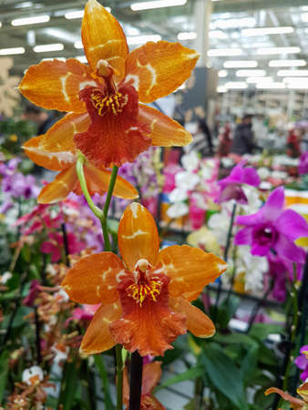 Beautiful phalaenopsis orchids in the greenhouse Orchidaceae plants backgroundの写真素材