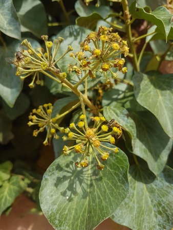 Beautiful blooming Ivy flower in the greenhouse close-up Nature backgroundの写真素材