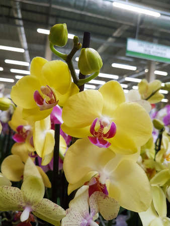 Beautiful phalaenopsis orchids in the greenhouse Orchidaceae plants backgroundの写真素材