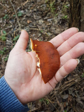 Mushroom in the wild forest Nature backgroundの写真素材