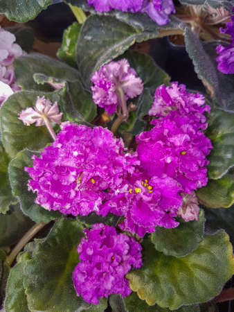 Pink blooming violet flower Nature background close upの写真素材