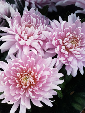 Beautiful chrysanthemum flowers outdoors Chrysanthemums in the garden Nature backgroundの写真素材