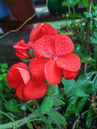 Beautiful geranium flower in the greenhouse close-up Ð¡ranesbill plant background