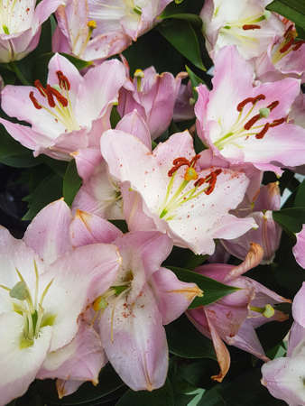 Beautiful blooming Lily flower in the greenhouse close-up Lilium plant backgroundの写真素材
