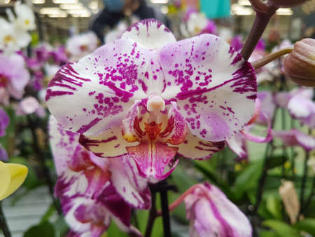 Beautiful phalaenopsis orchids in the greenhouse Orchidaceae plants backgroundの写真素材