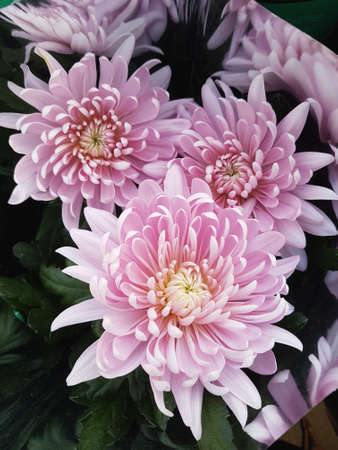 Beautiful chrysanthemum flowers outdoors Chrysanthemums in the garden Nature backgroundの写真素材