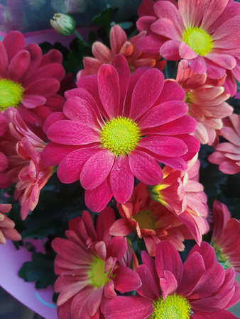 Beautiful chrysanthemum flowers outdoors Chrysanthemums in the garden Nature backgroundの写真素材