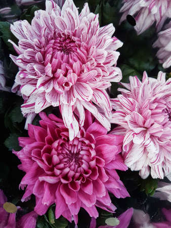 Beautiful chrysanthemum flowers outdoors Chrysanthemums in the garden Nature backgroundの写真素材