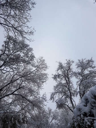Winter in the park landscape Nature backgroundの写真素材