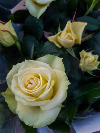 A beautiful rose flowers outdoors Roses in the garden Nature backgroundの写真素材