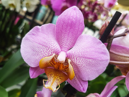 Beautiful phalaenopsis orchids in the greenhouse Orchidaceae plants backgroundの写真素材