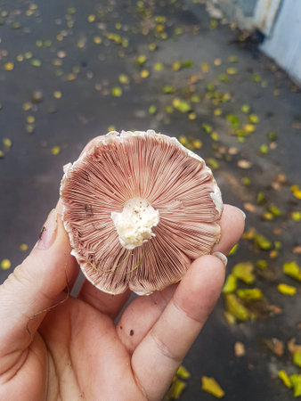 Mushroom in the wild forest Nature backgroundの写真素材