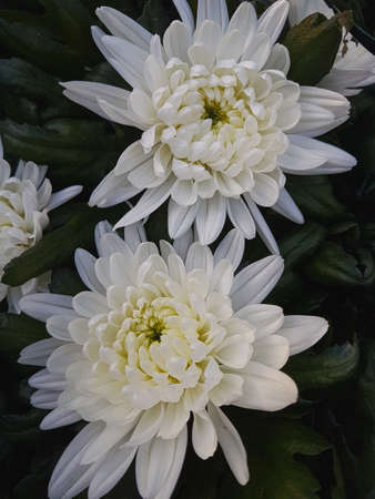 Beautiful chrysanthemum flowers outdoors Chrysanthemums in the garden Nature backgroundの写真素材