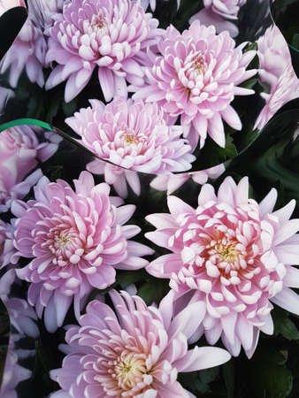 Beautiful chrysanthemum flowers outdoors Chrysanthemums in the garden Nature backgroundの写真素材