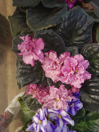 Pink blooming violet flower Nature background close upの写真素材