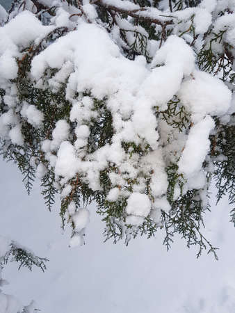 Winter in the park landscape Nature backgroundの写真素材