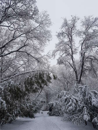 Winter in the park landscape Nature background