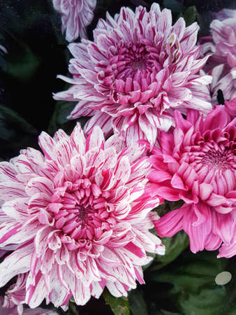 Beautiful chrysanthemum flowers outdoors Chrysanthemums in the garden Nature backgroundの写真素材