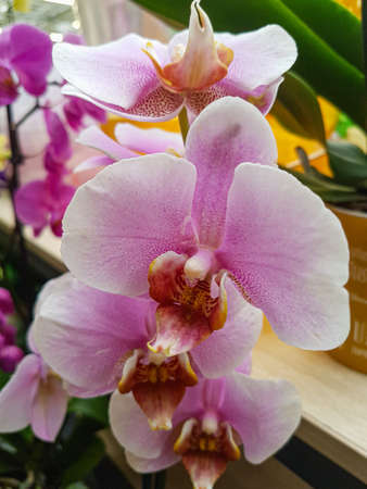 Beautiful phalaenopsis orchids in the greenhouse Orchidaceae plants backgroundの写真素材