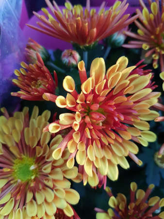 Beautiful chrysanthemum flowers outdoors Chrysanthemums in the garden Nature backgroundの写真素材