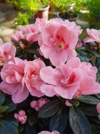 Beautiful Rhododendron flower in the greenhouse close-up Nature backgroundの写真素材