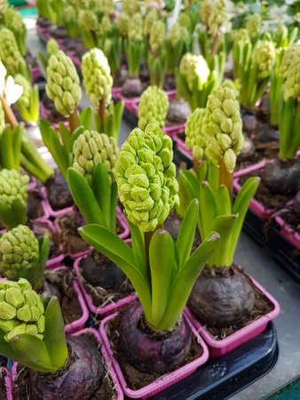 Beautiful Hyacinth in the greenhouse close-up Hyacinthus plant background Close upの写真素材