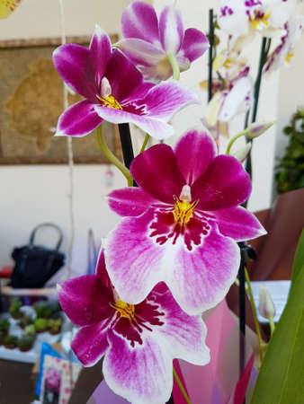 Beautiful phalaenopsis orchids in the greenhouse Orchidaceae plants Nature backgroundの写真素材