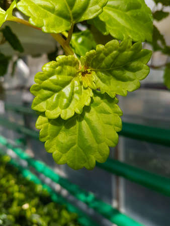 Home plants growing in the greenhouse close-up Nature backgroundの写真素材