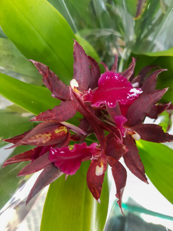 Beautiful phalaenopsis orchids in the greenhouse Orchidaceae plants backgroundの写真素材