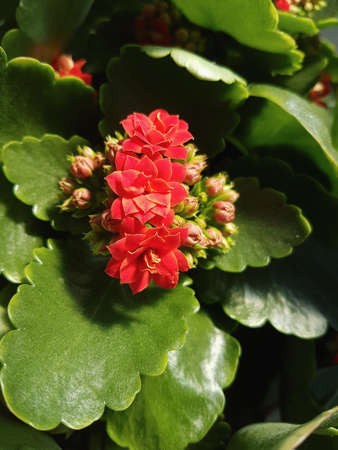 Beautiful Kalanchoe flower in the greenhouse close-up Nature backgroundの写真素材