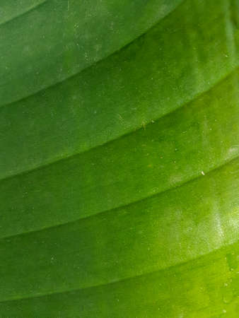 Green leaf texture Nature background Close upの写真素材