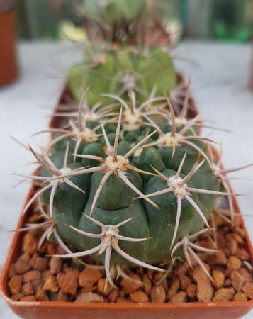 Miniature home flowers succulents and cactus in the greenhouse Nature background close upの写真素材