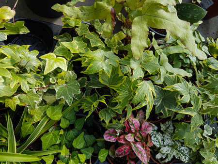 Home plants growing in the greenhouse close-up Nature backgroundの写真素材