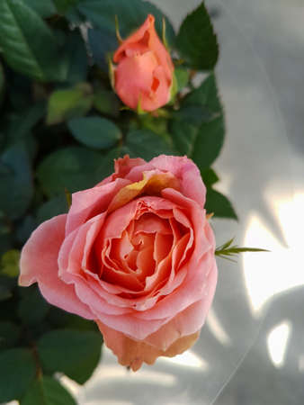A beautiful rose flowers outdoors Roses in the garden Nature background close upの写真素材