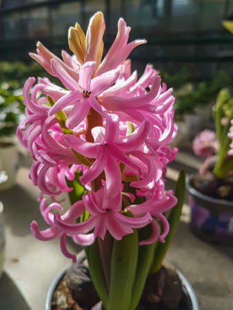 Beautiful Hyacinth in the greenhouse close-up Hyacinthus plant background Close upの写真素材