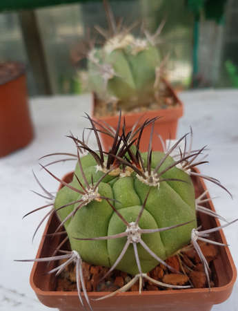 Miniature home flowers succulents and cactus in the greenhouse Nature background close upの写真素材