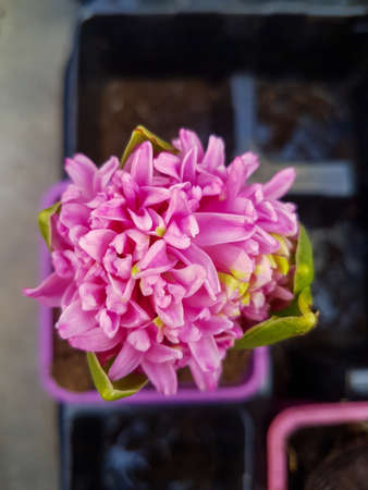 Beautiful Hyacinth in the greenhouse close-up Hyacinthus plant background Close upの写真素材