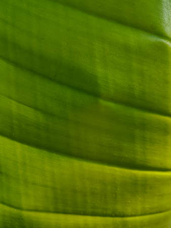 Green leaf texture Nature background Close upの写真素材