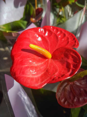 Beautiful Anthurium flower in the greenhouse close-up Nature backgroundの写真素材