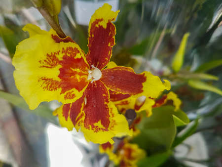 Beautiful phalaenopsis orchids in the greenhouse Orchidaceae plants backgroundの写真素材