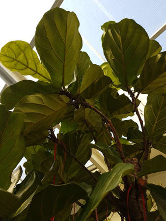 Large green leaves growing from Fiddle Fig tree or Ficus Lyrata bottom-up view Nature backgroundの写真素材
