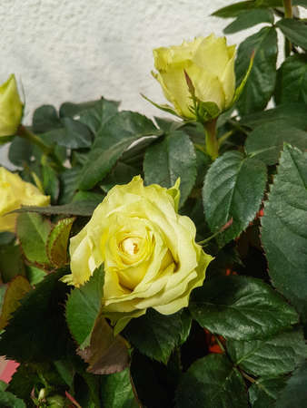A beautiful rose flowers outdoors Roses in the garden Nature backgroundの写真素材