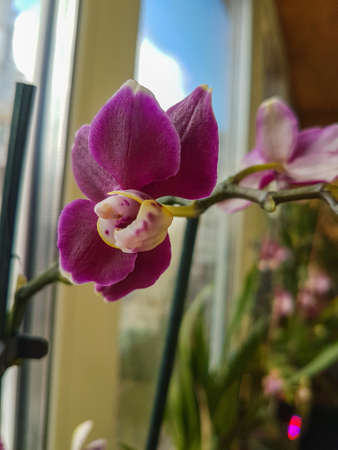 Beautiful phalaenopsis orchids in the house Orchidaceae plants backgroundの写真素材