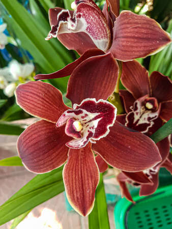 Beautiful phalaenopsis orchids in the greenhouse Orchidaceae plants backgroundの写真素材