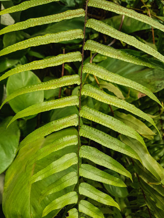Close up of green fern leaf in the greenhouse Nature backgroundの写真素材